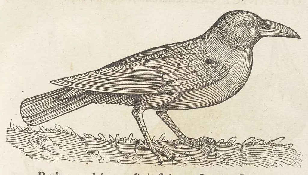 An illustration from Icones avivm omnivm, 1560, leaf 26