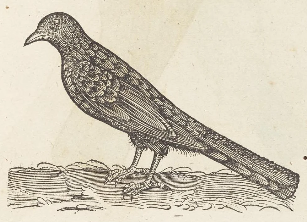 An illustration from Icones avivm omnivm, 1560, leaf 26