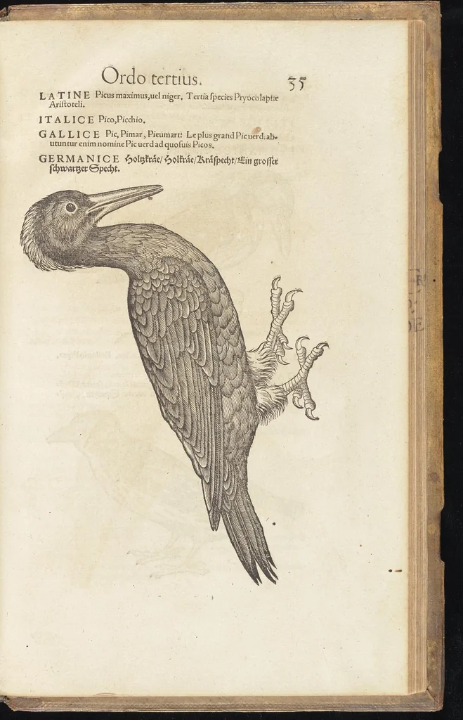 An illustration from Icones avivm omnivm, 1560, leaf 38