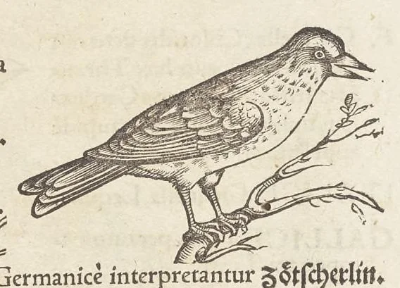 An illustration from Icones avivm omnivm, 1560, leaf 46