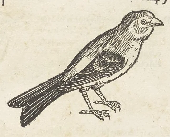 An illustration from Icones avivm omnivm, 1560, leaf 48