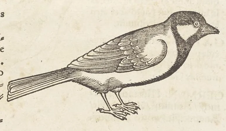 An illustration from Icones avivm omnivm, 1560, leaf 48