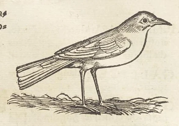 An illustration from Icones avivm omnivm, 1560, leaf 51