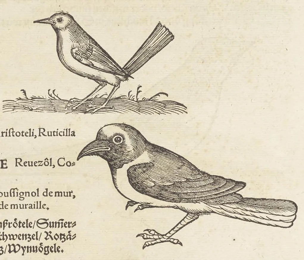 An illustration from Icones avivm omnivm, 1560, leaf 51
