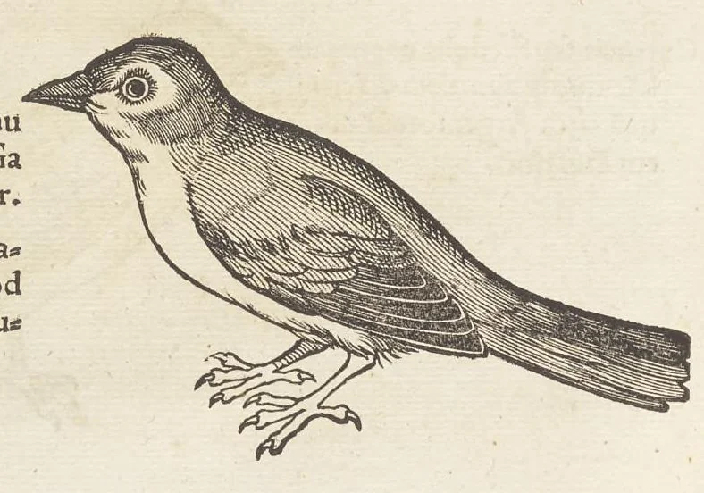 An illustration from Icones avivm omnivm, 1560, leaf 51
