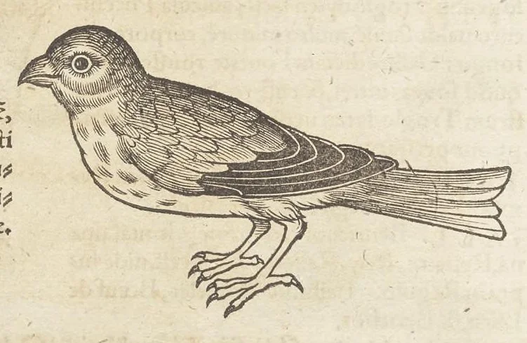 An illustration from Icones avivm omnivm, 1560, leaf 53