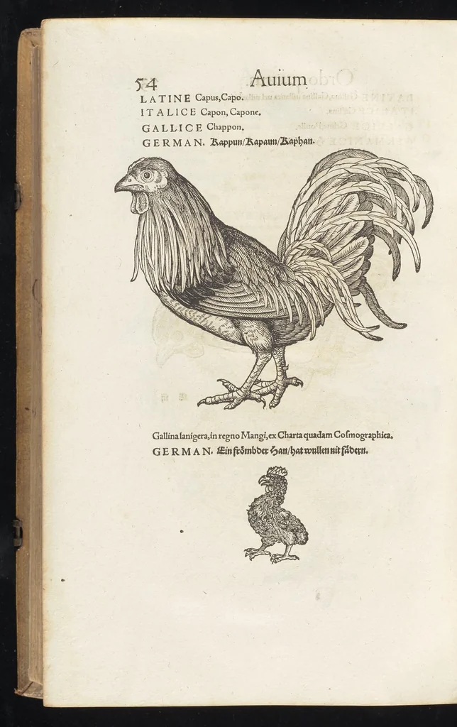 An illustration from Icones avivm omnivm, 1560, leaf 57