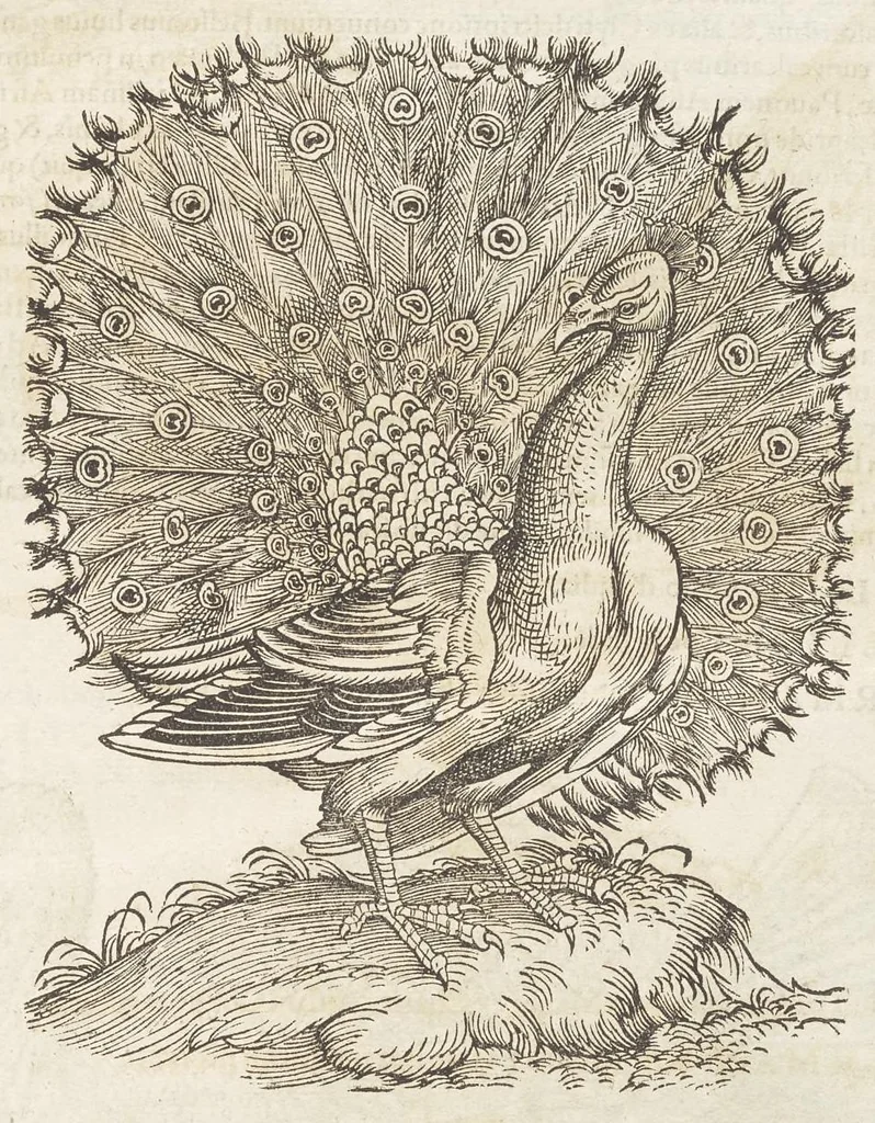 An illustration from Icones avivm omnivm, 1560, leaf 58