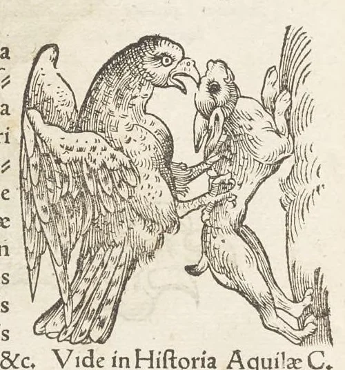 An illustration from Icones avivm omnivm, 1560, leaf 7