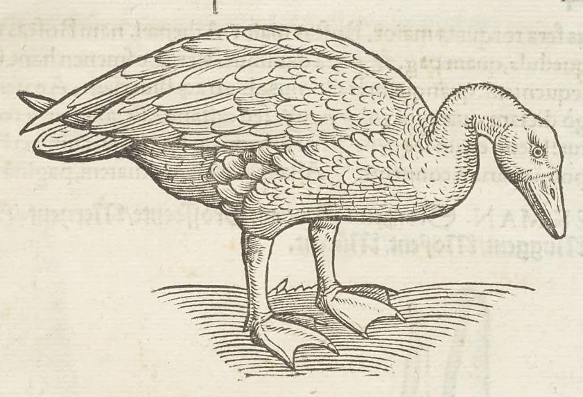 An illustration from Icones avivm omnivm, 1560, leaf 76