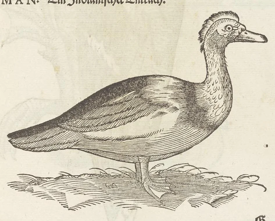 An illustration from Icones avivm omnivm, 1560, leaf 76