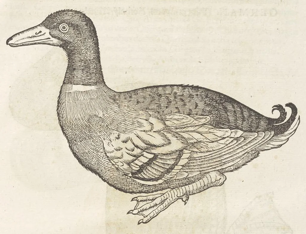 An illustration from Icones avivm omnivm, 1560, leaf 78