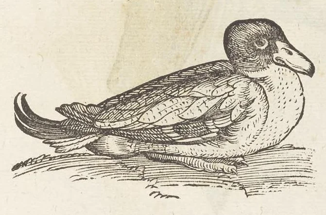 An illustration from Icones avivm omnivm, 1560, leaf 78