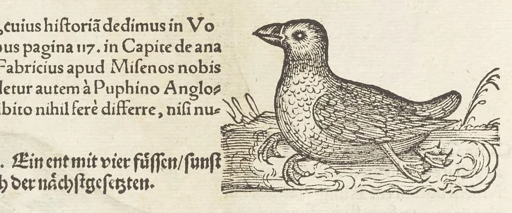 An illustration from Icones avivm omnivm, 1560, leaf 83