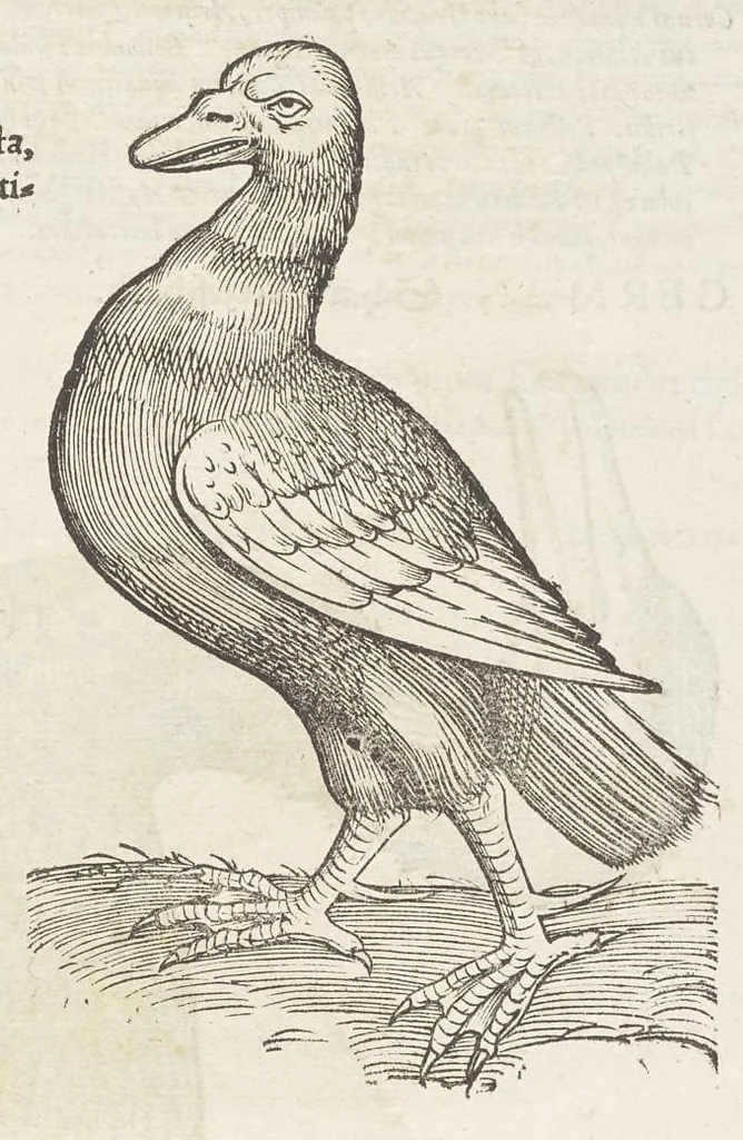 An illustration from Icones avivm omnivm, 1560, leaf 86