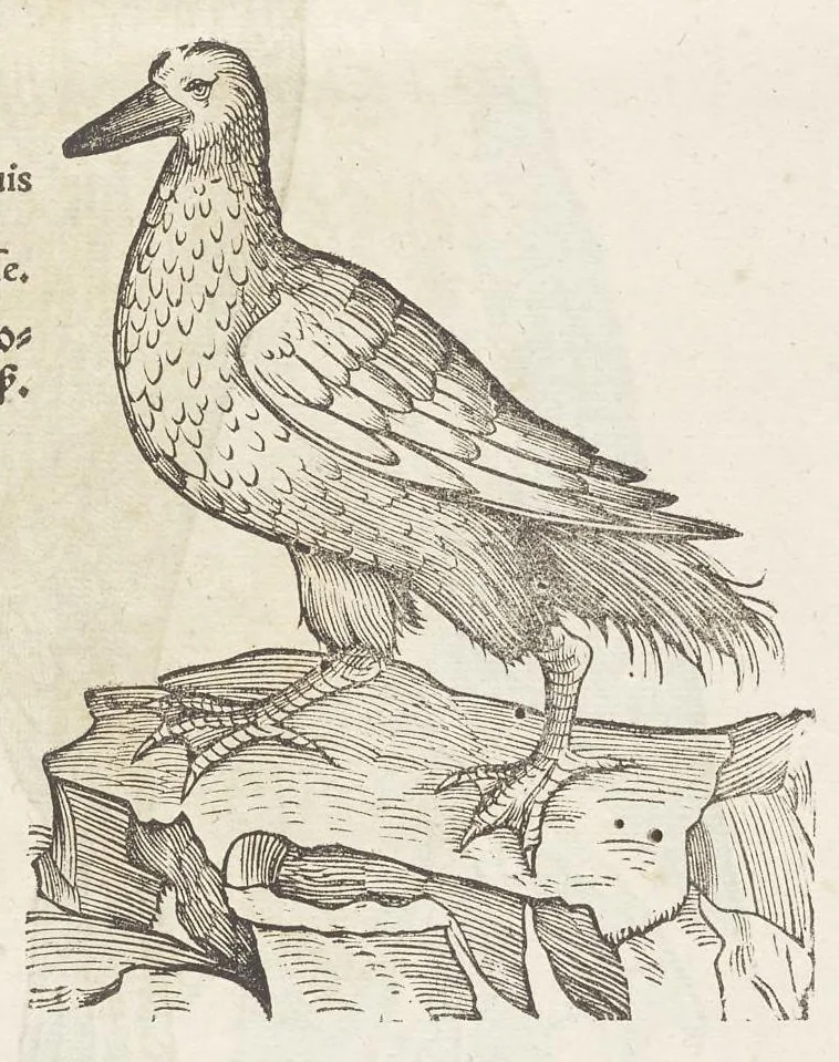 An illustration from Icones avivm omnivm, 1560, leaf 86