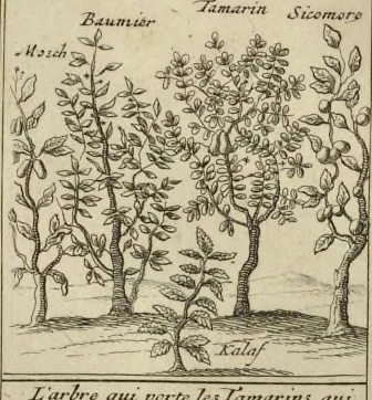 An illustration from Atlas historique, ou, Nouvelle introduction a l'histoire, à la chronologie & à la géographie ancienne & moderne : représentée dans de nouvelles cartes, où l'on remarque l'établissement des etats & empires du monde, leur durée, leur chûte, & leurs differens gouvernemens : la chronologie des consuls romains, des Papes, de empereurs, des rois & des princes, &c. qui ont été depuis le commencement du monde, jusqu'à présent : et la génealogie des maisons souveraines de l'Europe., 1720, leaf 137