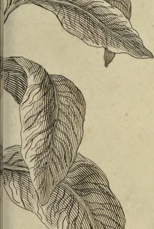 An illustration from Atlas historique, ou, Nouvelle introduction a l'histoire, à la chronologie & à la géographie ancienne & moderne : représentée dans de nouvelles cartes, où l'on remarque l'établissement des etats & empires du monde, leur durée, leur chûte, & leurs differens gouvernemens : la chronologie des consuls romains, des Papes, de empereurs, des rois & des princes, &c. qui ont été depuis le commencement du monde, jusqu'à présent : et la génealogie des maisons souveraines de l'Europe., 1720, leaf 168