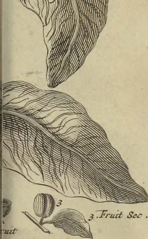 An illustration from Atlas historique, ou, Nouvelle introduction a l'histoire, à la chronologie & à la géographie ancienne & moderne : représentée dans de nouvelles cartes, où l'on remarque l'établissement des etats & empires du monde, leur durée, leur chûte, & leurs differens gouvernemens : la chronologie des consuls romains, des Papes, de empereurs, des rois & des princes, &c. qui ont été depuis le commencement du monde, jusqu'à présent : et la génealogie des maisons souveraines de l'Europe., 1720, leaf 168