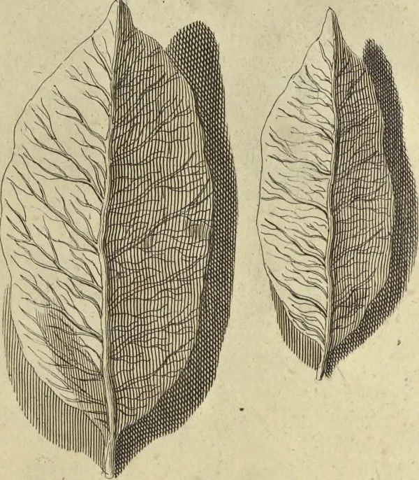 An illustration from Atlas historique, ou, Nouvelle introduction a l'histoire, à la chronologie & à la géographie ancienne & moderne : représentée dans de nouvelles cartes, où l'on remarque l'établissement des etats & empires du monde, leur durée, leur chûte, & leurs differens gouvernemens : la chronologie des consuls romains, des Papes, de empereurs, des rois & des princes, &c. qui ont été depuis le commencement du monde, jusqu'à présent : et la génealogie des maisons souveraines de l'Europe., 1720, leaf 168