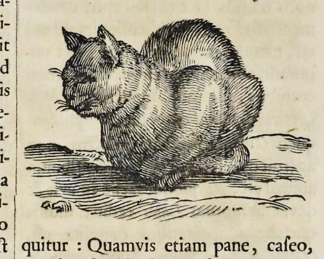 An illustration from Athanasii Kircheri è Soc. Jesu Arca Noë, in tres libros digesta : quorum I, De rebus quae ante diluvium : II, De iis, quae ipso diluvio ejusque duratione : III, De iis, quae post diluvium a Noëmo gesta sunt : quae omnia novâ methodo, nec non summa argumentorum varietate, explicantur & demonstrantur, 1675, leaf 101