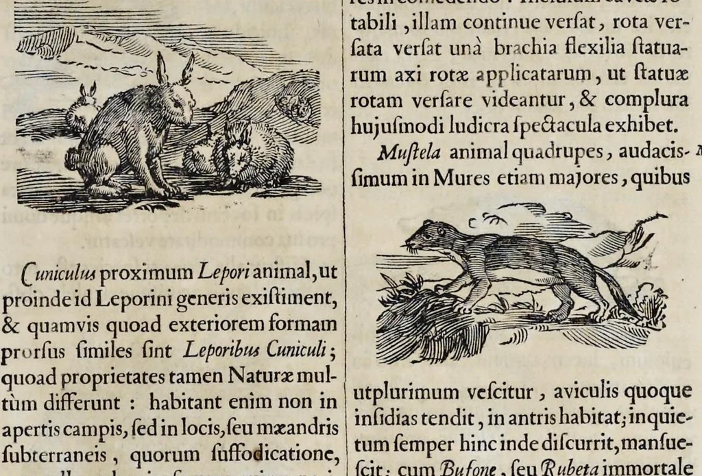 An illustration from Athanasii Kircheri è Soc. Jesu Arca Noë, in tres libros digesta : quorum I, De rebus quae ante diluvium : II, De iis, quae ipso diluvio ejusque duratione : III, De iis, quae post diluvium a Noëmo gesta sunt : quae omnia novâ methodo, nec non summa argumentorum varietate, explicantur & demonstrantur, 1675, leaf 102