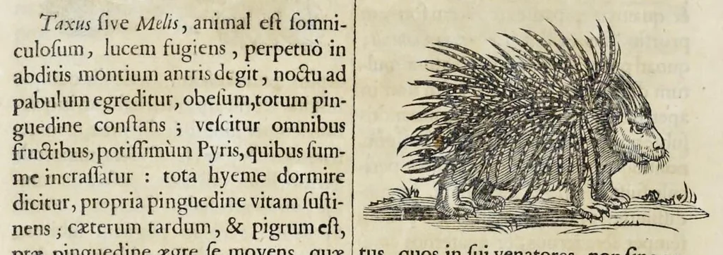 An illustration from Athanasii Kircheri è Soc. Jesu Arca Noë, in tres libros digesta : quorum I, De rebus quae ante diluvium : II, De iis, quae ipso diluvio ejusque duratione : III, De iis, quae post diluvium a Noëmo gesta sunt : quae omnia novâ methodo, nec non summa argumentorum varietate, explicantur & demonstrantur, 1675, leaf 103