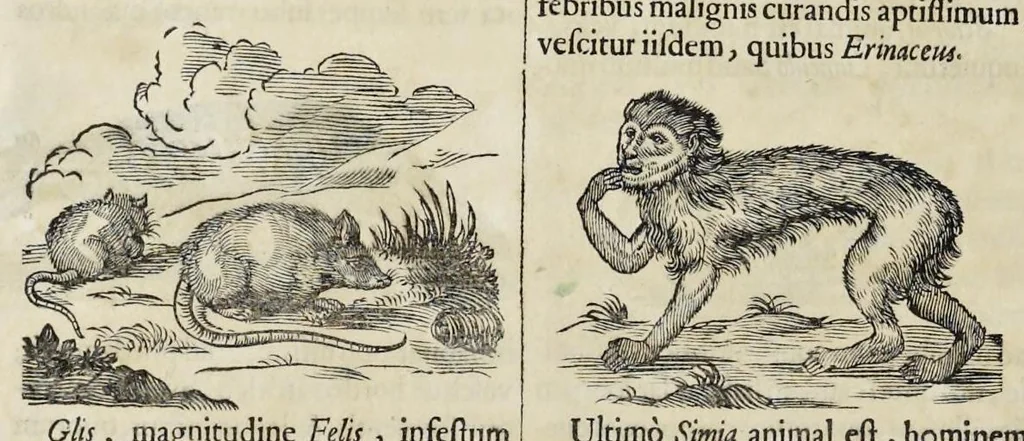 An illustration from Athanasii Kircheri è Soc. Jesu Arca Noë, in tres libros digesta : quorum I, De rebus quae ante diluvium : II, De iis, quae ipso diluvio ejusque duratione : III, De iis, quae post diluvium a Noëmo gesta sunt : quae omnia novâ methodo, nec non summa argumentorum varietate, explicantur & demonstrantur, 1675, leaf 103