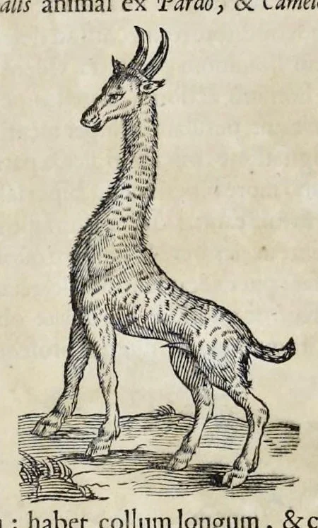 An illustration from Athanasii Kircheri è Soc. Jesu Arca Noë, in tres libros digesta : quorum I, De rebus quae ante diluvium : II, De iis, quae ipso diluvio ejusque duratione : III, De iis, quae post diluvium a Noëmo gesta sunt : quae omnia novâ methodo, nec non summa argumentorum varietate, explicantur & demonstrantur, 1675, leaf 105