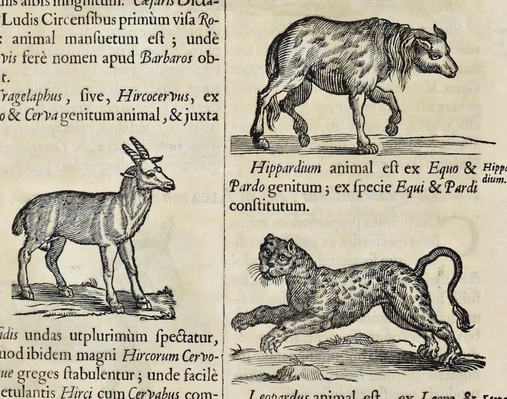 An illustration from Athanasii Kircheri è Soc. Jesu Arca Noë, in tres libros digesta : quorum I, De rebus quae ante diluvium : II, De iis, quae ipso diluvio ejusque duratione : III, De iis, quae post diluvium a Noëmo gesta sunt : quae omnia novâ methodo, nec non summa argumentorum varietate, explicantur & demonstrantur, 1675, leaf 105
