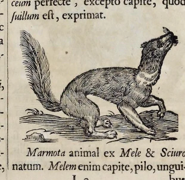 An illustration from Athanasii Kircheri è Soc. Jesu Arca Noë, in tres libros digesta : quorum I, De rebus quae ante diluvium : II, De iis, quae ipso diluvio ejusque duratione : III, De iis, quae post diluvium a Noëmo gesta sunt : quae omnia novâ methodo, nec non summa argumentorum varietate, explicantur & demonstrantur, 1675, leaf 106