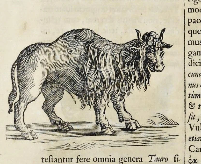 An illustration from Athanasii Kircheri è Soc. Jesu Arca Noë, in tres libros digesta : quorum I, De rebus quae ante diluvium : II, De iis, quae ipso diluvio ejusque duratione : III, De iis, quae post diluvium a Noëmo gesta sunt : quae omnia novâ methodo, nec non summa argumentorum varietate, explicantur & demonstrantur, 1675, leaf 107