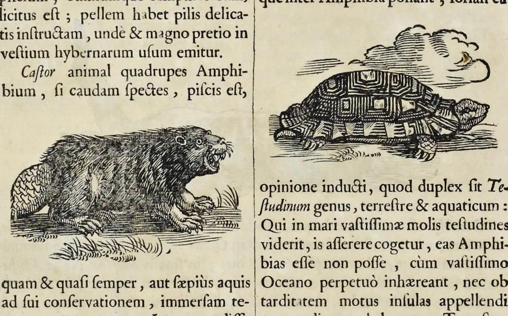 An illustration from Athanasii Kircheri è Soc. Jesu Arca Noë, in tres libros digesta : quorum I, De rebus quae ante diluvium : II, De iis, quae ipso diluvio ejusque duratione : III, De iis, quae post diluvium a Noëmo gesta sunt : quae omnia novâ methodo, nec non summa argumentorum varietate, explicantur & demonstrantur, 1675, leaf 109