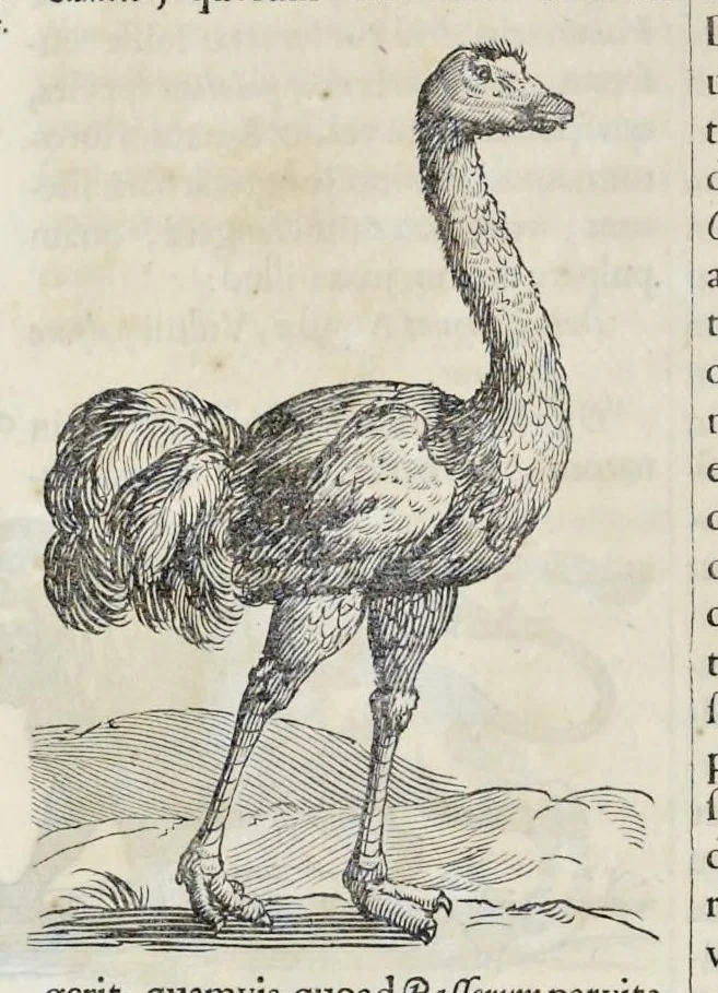 An illustration from Athanasii Kircheri è Soc. Jesu Arca Noë, in tres libros digesta : quorum I, De rebus quae ante diluvium : II, De iis, quae ipso diluvio ejusque duratione : III, De iis, quae post diluvium a Noëmo gesta sunt : quae omnia novâ methodo, nec non summa argumentorum varietate, explicantur & demonstrantur, 1675, leaf 115