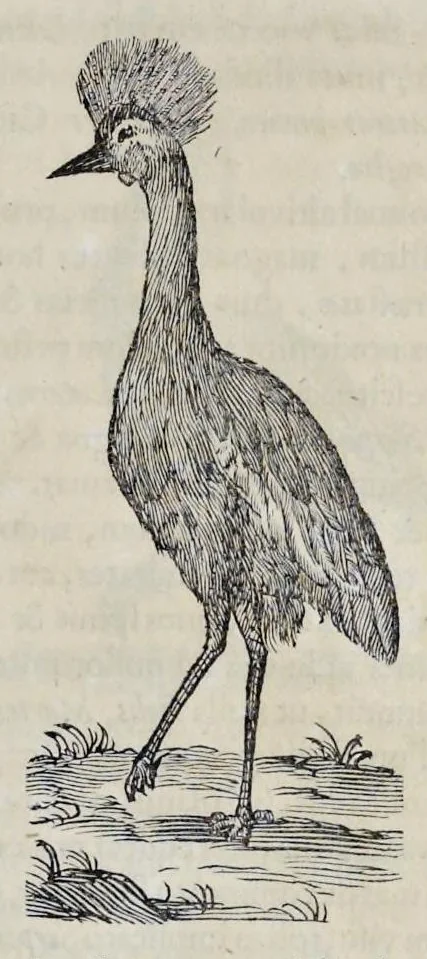 An illustration from Athanasii Kircheri è Soc. Jesu Arca Noë, in tres libros digesta : quorum I, De rebus quae ante diluvium : II, De iis, quae ipso diluvio ejusque duratione : III, De iis, quae post diluvium a Noëmo gesta sunt : quae omnia novâ methodo, nec non summa argumentorum varietate, explicantur & demonstrantur, 1675, leaf 116