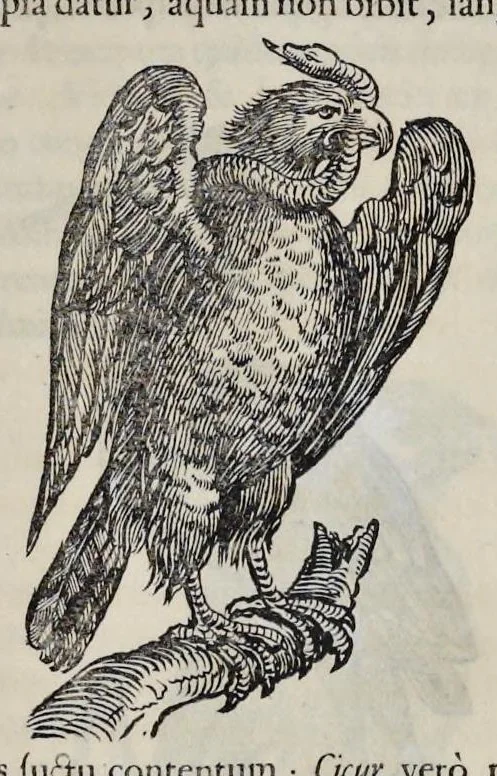 An illustration from Athanasii Kircheri è Soc. Jesu Arca Noë, in tres libros digesta : quorum I, De rebus quae ante diluvium : II, De iis, quae ipso diluvio ejusque duratione : III, De iis, quae post diluvium a Noëmo gesta sunt : quae omnia novâ methodo, nec non summa argumentorum varietate, explicantur & demonstrantur, 1675, leaf 116