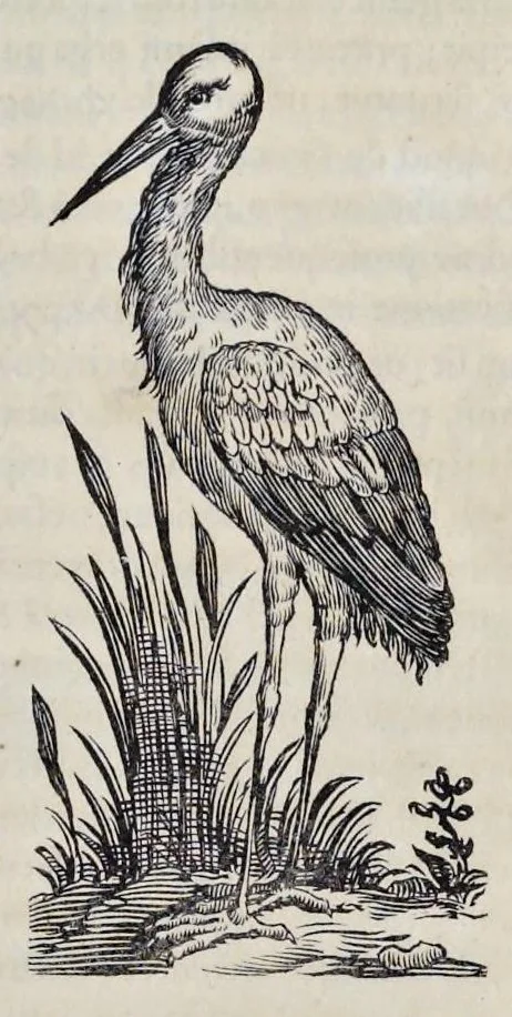An illustration from Athanasii Kircheri è Soc. Jesu Arca Noë, in tres libros digesta : quorum I, De rebus quae ante diluvium : II, De iis, quae ipso diluvio ejusque duratione : III, De iis, quae post diluvium a Noëmo gesta sunt : quae omnia novâ methodo, nec non summa argumentorum varietate, explicantur & demonstrantur, 1675, leaf 116
