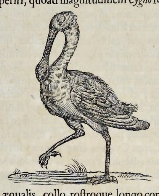 An illustration from Athanasii Kircheri è Soc. Jesu Arca Noë, in tres libros digesta : quorum I, De rebus quae ante diluvium : II, De iis, quae ipso diluvio ejusque duratione : III, De iis, quae post diluvium a Noëmo gesta sunt : quae omnia novâ methodo, nec non summa argumentorum varietate, explicantur & demonstrantur, 1675, leaf 118