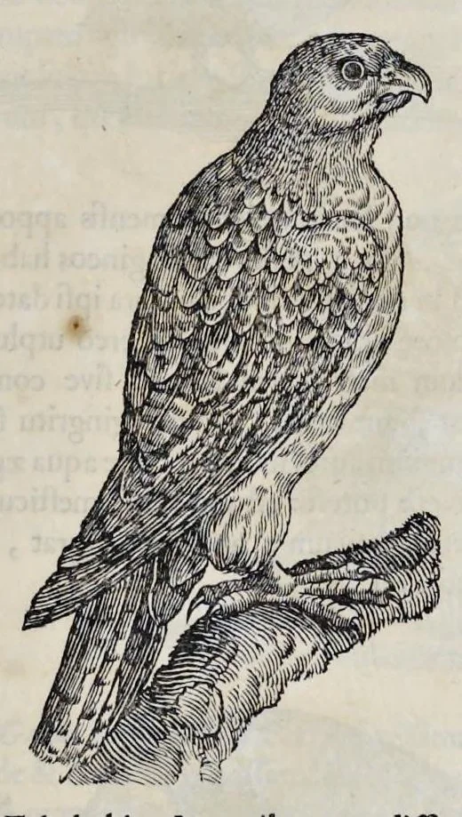 An illustration from Athanasii Kircheri è Soc. Jesu Arca Noë, in tres libros digesta : quorum I, De rebus quae ante diluvium : II, De iis, quae ipso diluvio ejusque duratione : III, De iis, quae post diluvium a Noëmo gesta sunt : quae omnia novâ methodo, nec non summa argumentorum varietate, explicantur & demonstrantur, 1675, leaf 118