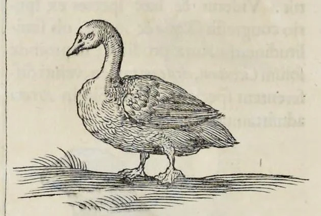 An illustration from Athanasii Kircheri è Soc. Jesu Arca Noë, in tres libros digesta : quorum I, De rebus quae ante diluvium : II, De iis, quae ipso diluvio ejusque duratione : III, De iis, quae post diluvium a Noëmo gesta sunt : quae omnia novâ methodo, nec non summa argumentorum varietate, explicantur & demonstrantur, 1675, leaf 119
