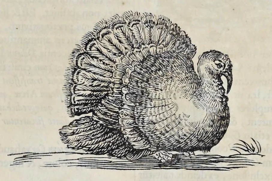 An illustration from Athanasii Kircheri è Soc. Jesu Arca Noë, in tres libros digesta : quorum I, De rebus quae ante diluvium : II, De iis, quae ipso diluvio ejusque duratione : III, De iis, quae post diluvium a Noëmo gesta sunt : quae omnia novâ methodo, nec non summa argumentorum varietate, explicantur & demonstrantur, 1675, leaf 120