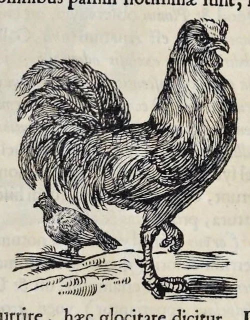 An illustration from Athanasii Kircheri è Soc. Jesu Arca Noë, in tres libros digesta : quorum I, De rebus quae ante diluvium : II, De iis, quae ipso diluvio ejusque duratione : III, De iis, quae post diluvium a Noëmo gesta sunt : quae omnia novâ methodo, nec non summa argumentorum varietate, explicantur & demonstrantur, 1675, leaf 120