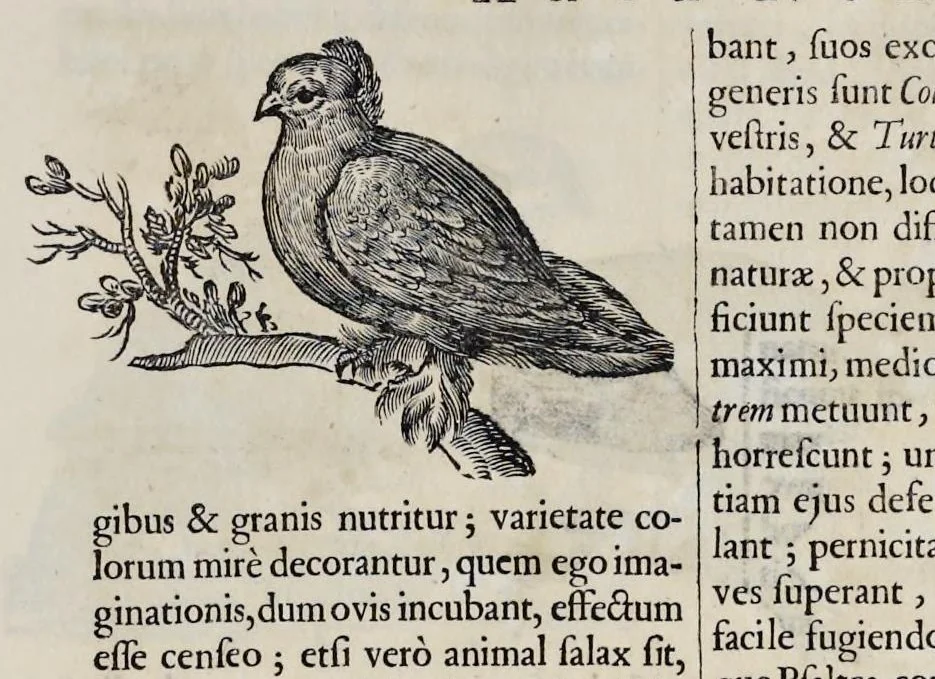 An illustration from Athanasii Kircheri è Soc. Jesu Arca Noë, in tres libros digesta : quorum I, De rebus quae ante diluvium : II, De iis, quae ipso diluvio ejusque duratione : III, De iis, quae post diluvium a Noëmo gesta sunt : quae omnia novâ methodo, nec non summa argumentorum varietate, explicantur & demonstrantur, 1675, leaf 122