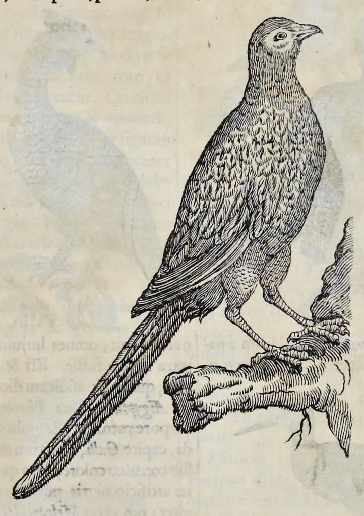 An illustration from Athanasii Kircheri è Soc. Jesu Arca Noë, in tres libros digesta : quorum I, De rebus quae ante diluvium : II, De iis, quae ipso diluvio ejusque duratione : III, De iis, quae post diluvium a Noëmo gesta sunt : quae omnia novâ methodo, nec non summa argumentorum varietate, explicantur & demonstrantur, 1675, leaf 122