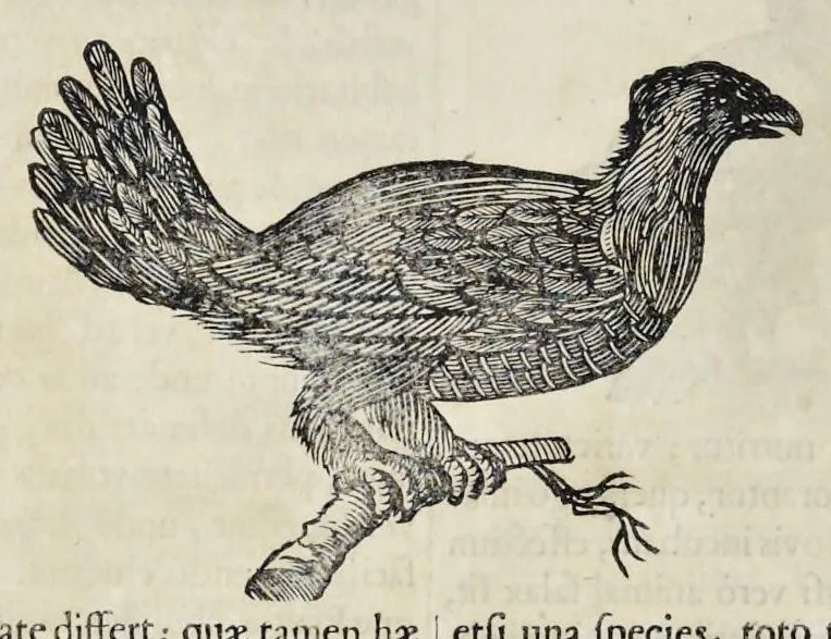 An illustration from Athanasii Kircheri è Soc. Jesu Arca Noë, in tres libros digesta : quorum I, De rebus quae ante diluvium : II, De iis, quae ipso diluvio ejusque duratione : III, De iis, quae post diluvium a Noëmo gesta sunt : quae omnia novâ methodo, nec non summa argumentorum varietate, explicantur & demonstrantur, 1675, leaf 123