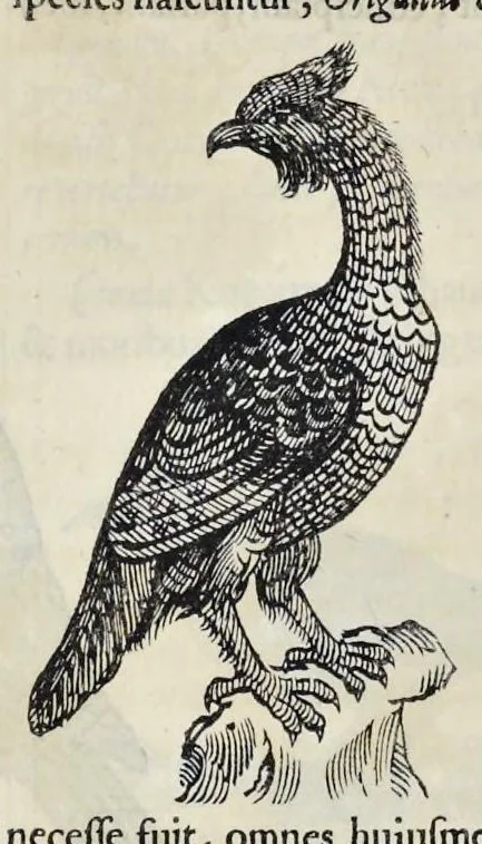 An illustration from Athanasii Kircheri è Soc. Jesu Arca Noë, in tres libros digesta : quorum I, De rebus quae ante diluvium : II, De iis, quae ipso diluvio ejusque duratione : III, De iis, quae post diluvium a Noëmo gesta sunt : quae omnia novâ methodo, nec non summa argumentorum varietate, explicantur & demonstrantur, 1675, leaf 123