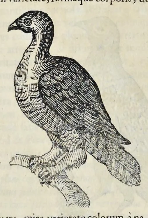 An illustration from Athanasii Kircheri è Soc. Jesu Arca Noë, in tres libros digesta : quorum I, De rebus quae ante diluvium : II, De iis, quae ipso diluvio ejusque duratione : III, De iis, quae post diluvium a Noëmo gesta sunt : quae omnia novâ methodo, nec non summa argumentorum varietate, explicantur & demonstrantur, 1675, leaf 123