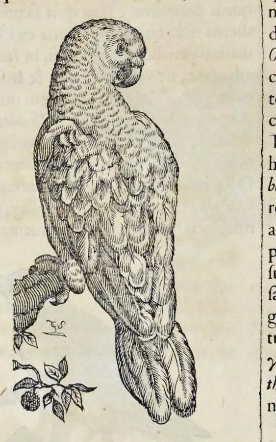 An illustration from Athanasii Kircheri è Soc. Jesu Arca Noë, in tres libros digesta : quorum I, De rebus quae ante diluvium : II, De iis, quae ipso diluvio ejusque duratione : III, De iis, quae post diluvium a Noëmo gesta sunt : quae omnia novâ methodo, nec non summa argumentorum varietate, explicantur & demonstrantur, 1675, leaf 125