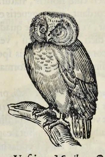 An illustration from Athanasii Kircheri è Soc. Jesu Arca Noë, in tres libros digesta : quorum I, De rebus quae ante diluvium : II, De iis, quae ipso diluvio ejusque duratione : III, De iis, quae post diluvium a Noëmo gesta sunt : quae omnia novâ methodo, nec non summa argumentorum varietate, explicantur & demonstrantur, 1675, leaf 125