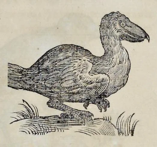 An illustration from Athanasii Kircheri è Soc. Jesu Arca Noë, in tres libros digesta : quorum I, De rebus quae ante diluvium : II, De iis, quae ipso diluvio ejusque duratione : III, De iis, quae post diluvium a Noëmo gesta sunt : quae omnia novâ methodo, nec non summa argumentorum varietate, explicantur & demonstrantur, 1675, leaf 126